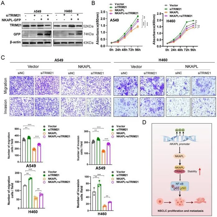 TRIM21 knockdown mitigates the effects of NKAPL on NSCLC cell phenotypes.
