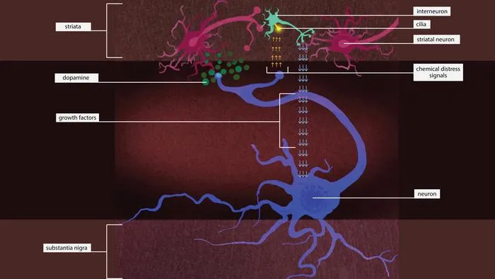 Parkinson's LRRK2