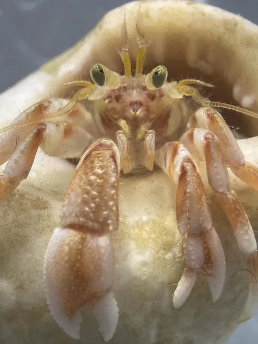 Hermit crab (Pagurus bernhardus)