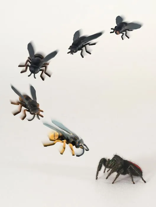 A jumping spider considers a set of 3D printed insects, which include a fly (top right), a wasp (next to the spider) and a series of intermediate mimics generated by 3D morphing.