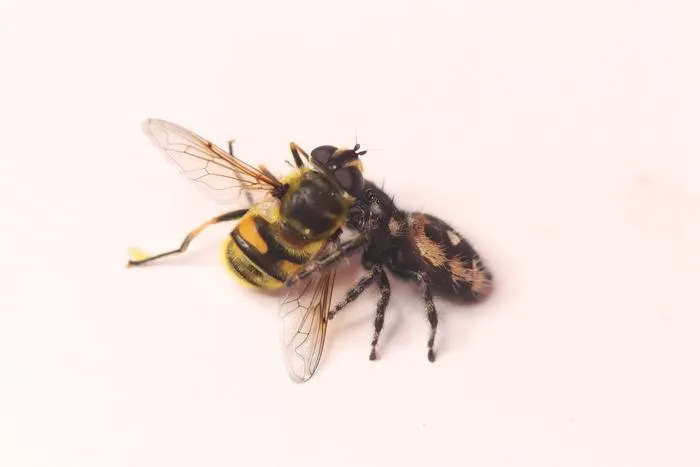 Spider eats fly