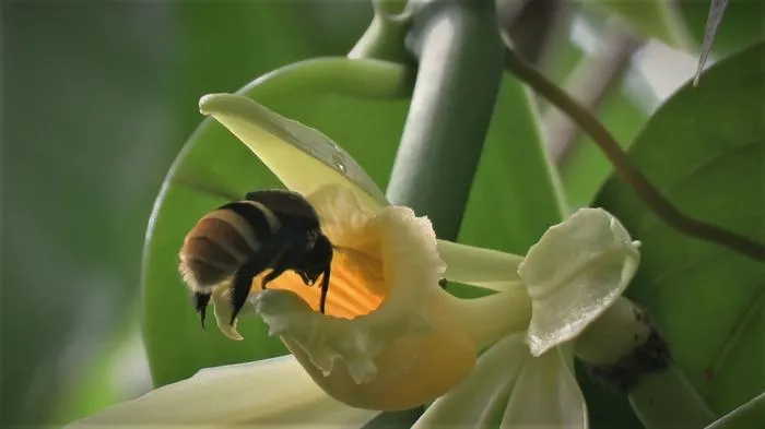 Vanilla pompona flower