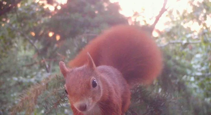 A red squirrel in the treetop of a Douglas fir