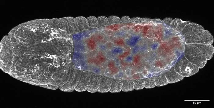 The organism used to investigate embryonic development:The image shows a top-down view of a fruit fly embryo. In the areas coloured red, cells synchronise their mechanical pulling force.