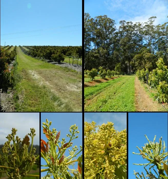 Avocado orchards were sampled in the Pemberton-Manjimup region of WA adjacent to either pasture or natural vegetation.