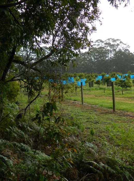 The Curtin research is showing the importance of adjacent native vegetation for providing diverse foraging resources for insects.