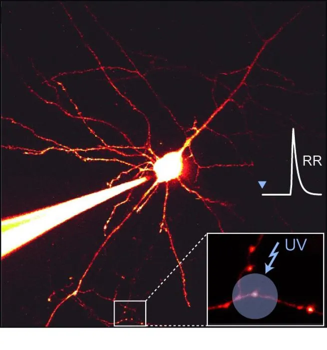 The microscopic image shows a nerve cell and a magnified view of the investigated synapses