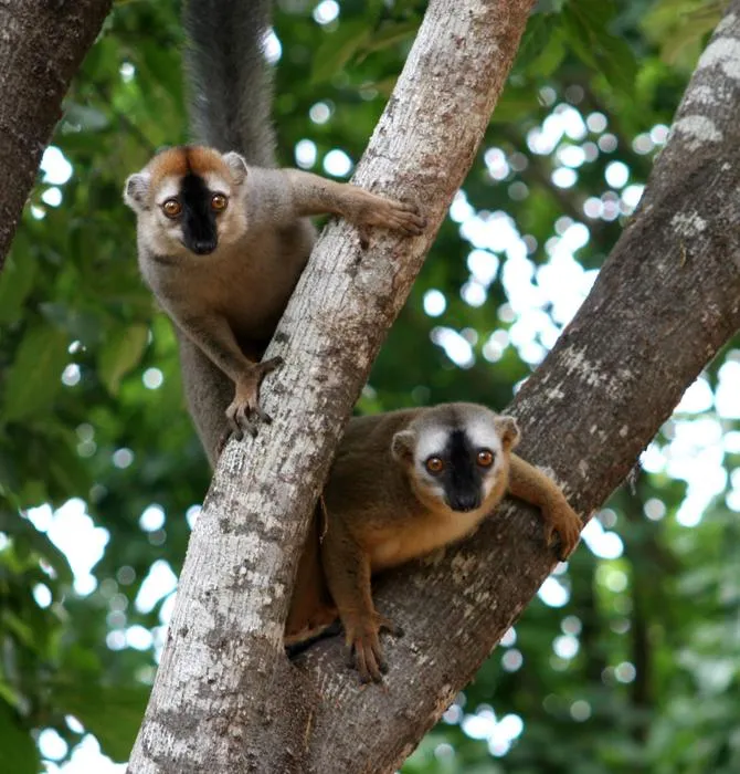 Two redfronted lemurs peeking out of a tree
