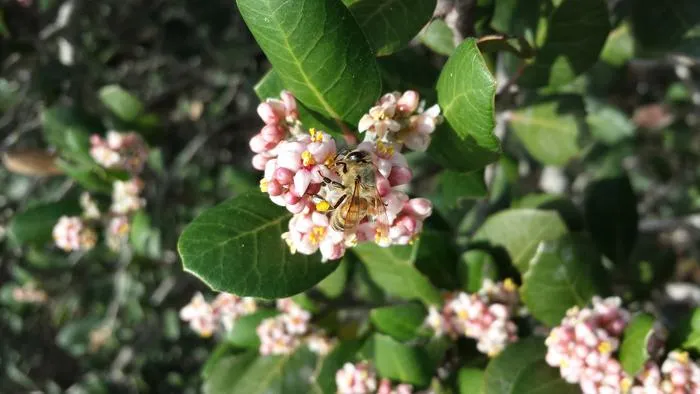 Honey bee on rhus plant