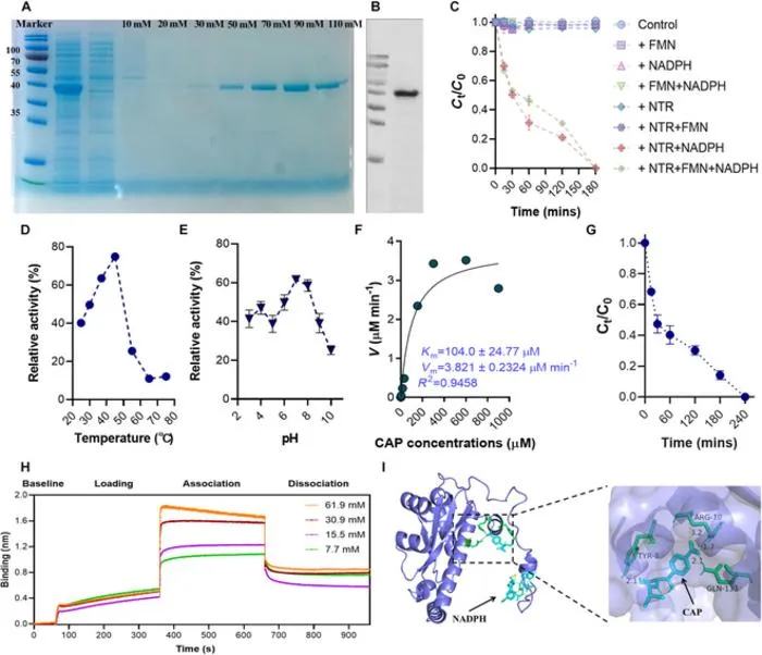 Fig. 4. Functional characterization of purified NTR