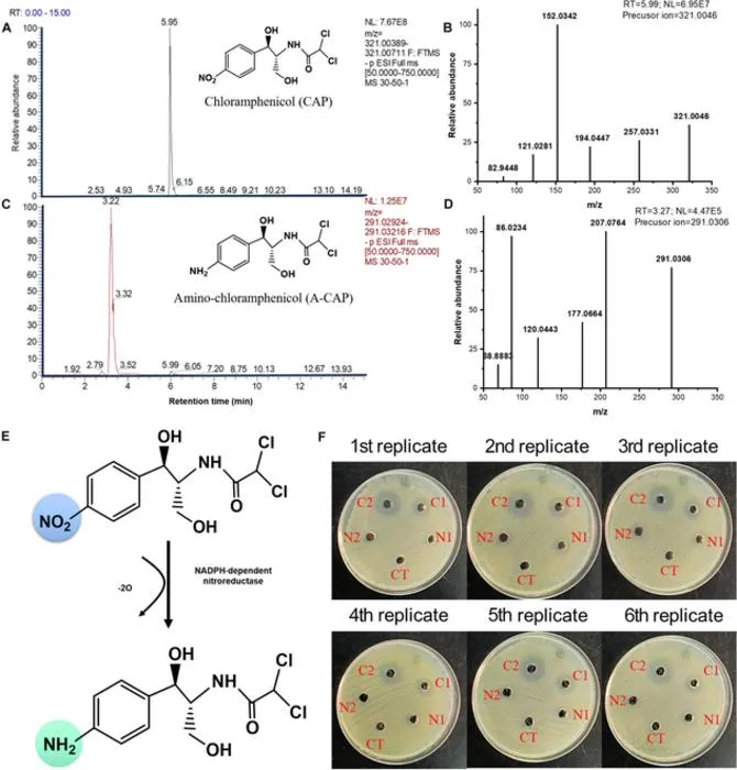 Fig. 5. Biotransformation mechanism of CAP by identified NTR