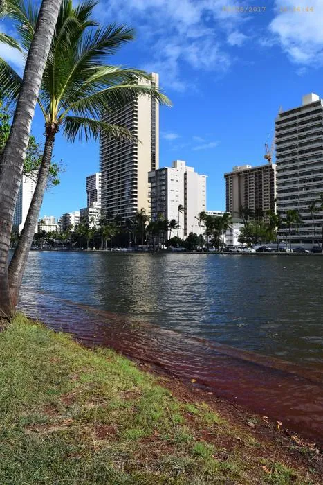 High tide at Ala Wai