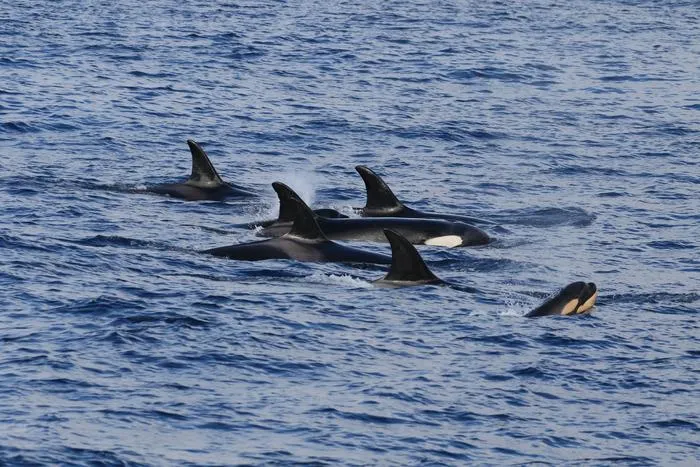 Killer whales