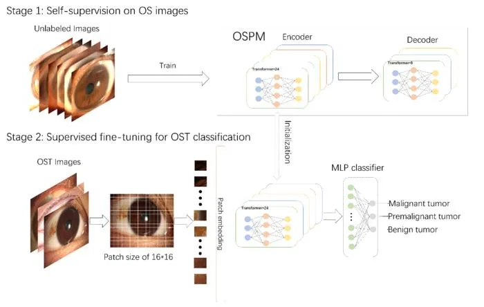 Fig. 1. Overview of the OSPM-enhanced classification model (OECM).