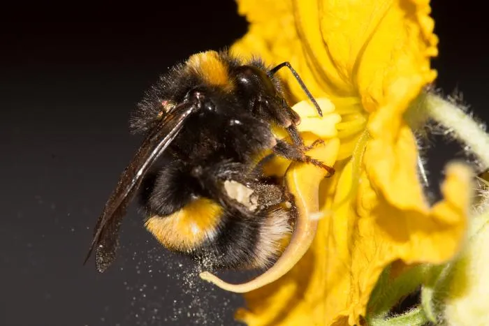 A buff-tailed bumblebee (Bombus terrestris) buzz-pollinating a flower of the tomato family