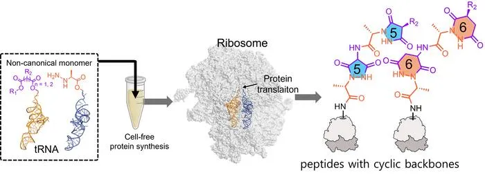 Schematic Illustration of the Introduction of Cyclic Peptides via Ribosome in a Cell-Free Protein Synthesis System