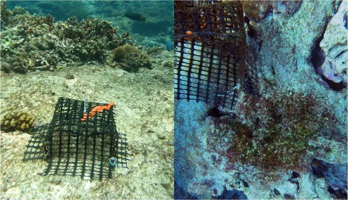 Eliminating invasive rats may restore the flow of nutrients across food chain networks in Seychelles