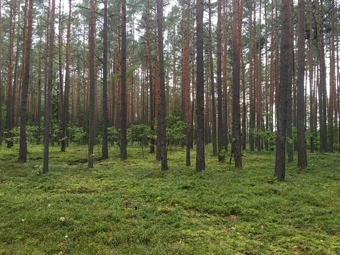 Low biodiversity forest