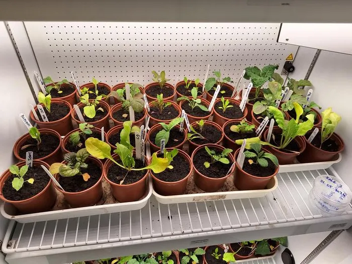 Spinach, rocket and kale plants grown under climate change conditions