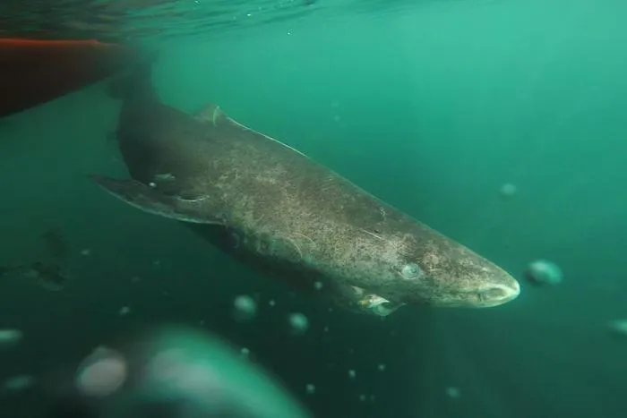 Greenland shark released after being caught on a longline.