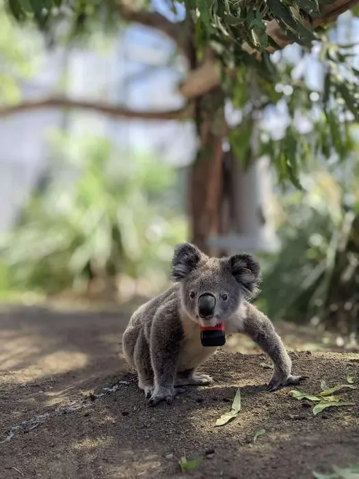 Koala in the wild with a custom-built collar containing a GPS logger and accelerometer.