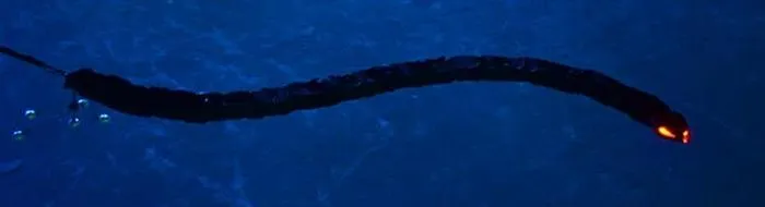An eel-like robot based on a dielectric elastomer