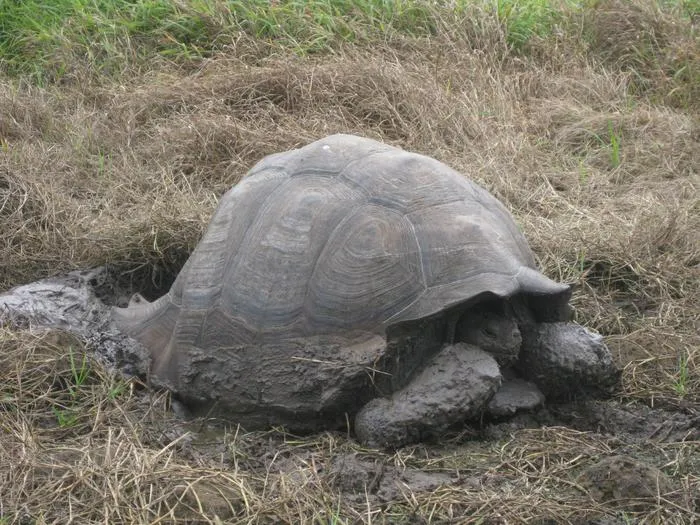 Galapagos tortoise