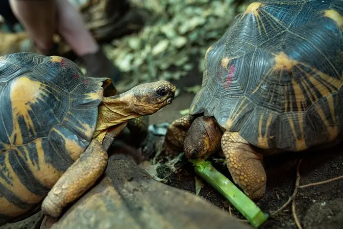 Radiated tortoise