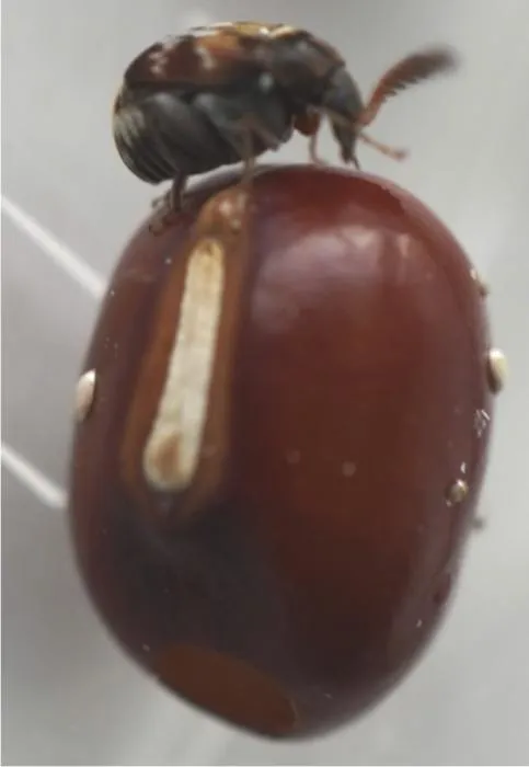 The azuki bean beetle (Callosobruchus chinensis)