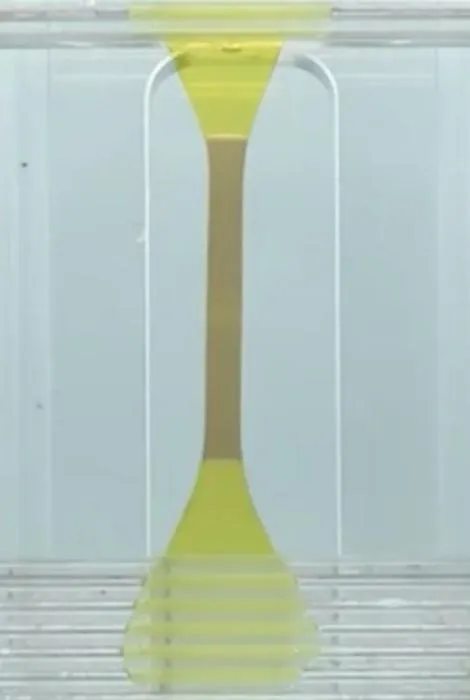 The DN-Cam gel