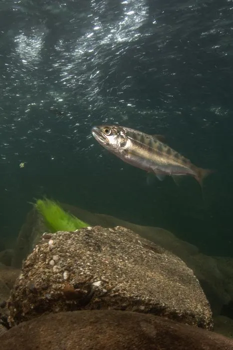 Juvenile Chinook salmon