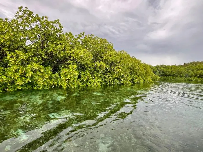 Mangroves