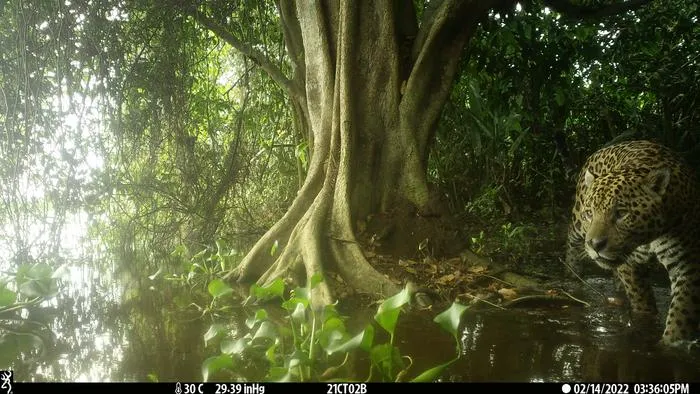 Jaguar in Brazil