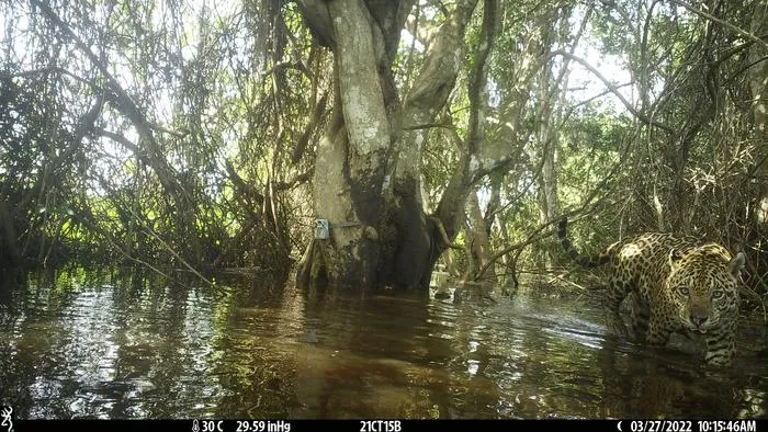 Jaguar in Brazil