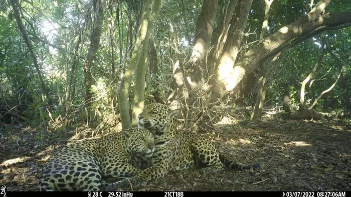 Jaguars in Brazil