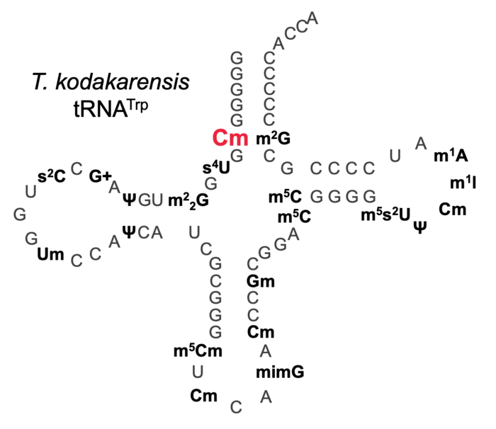 Secondary structure of T. kodakarensis Tryptophan-tRNA
