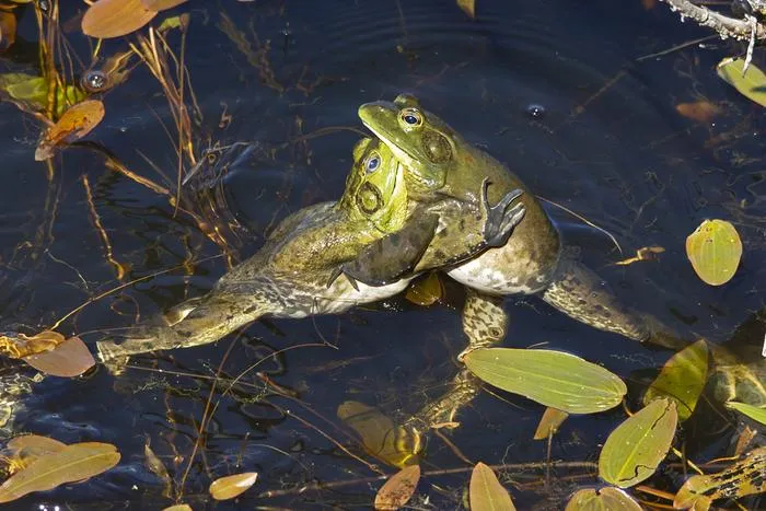 Lithobates catesbeianus