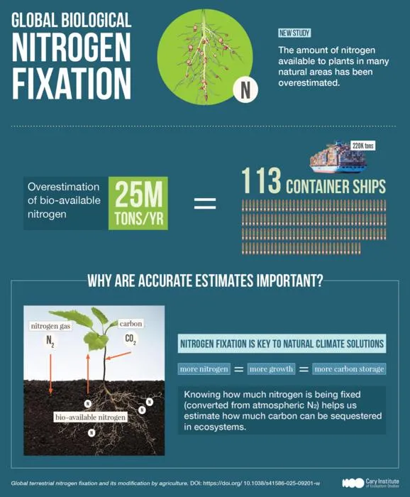 Global biological nitrogen fixation - Infographic