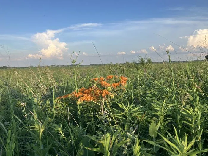 Butterfly milkweed at Prospect Prairie