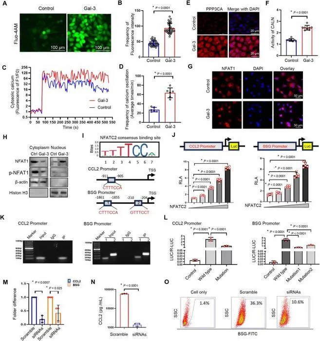 Gal-3 induces the transcription of CCL2 and BSG through NFAT1 dephosphorylation.