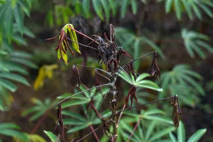 Cassava Witches' Broom Disease
