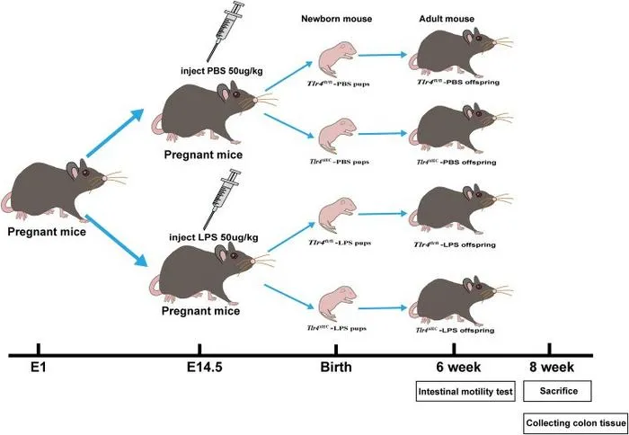 Schematic diagram of the four groups.