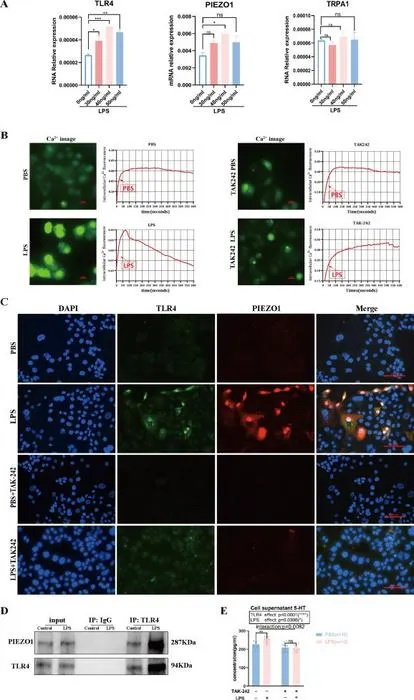 TLR4 binds with PIEZO1 to promote calcium influx in BON-1 cells.