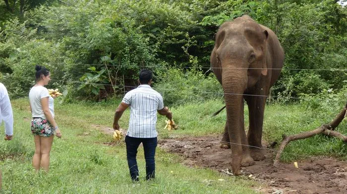 Don’t feed the elephants!