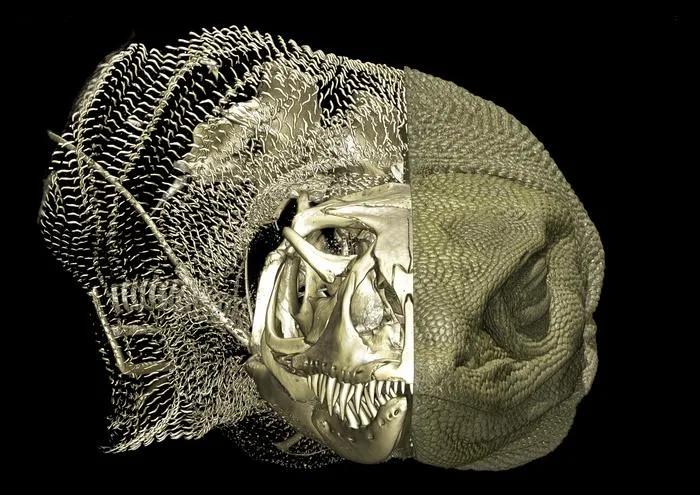 Rosenberg goanna (Varanus rosenbergi WAM R95408) with osteoderms and endoskeleton revealed in the left half.