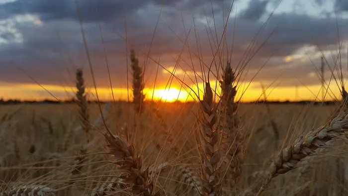 Fig. 1: Wheat field.