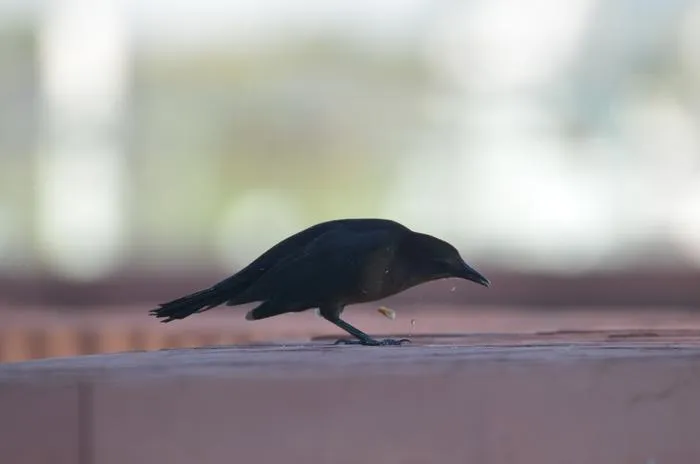 Juvenile great-tailed grackle