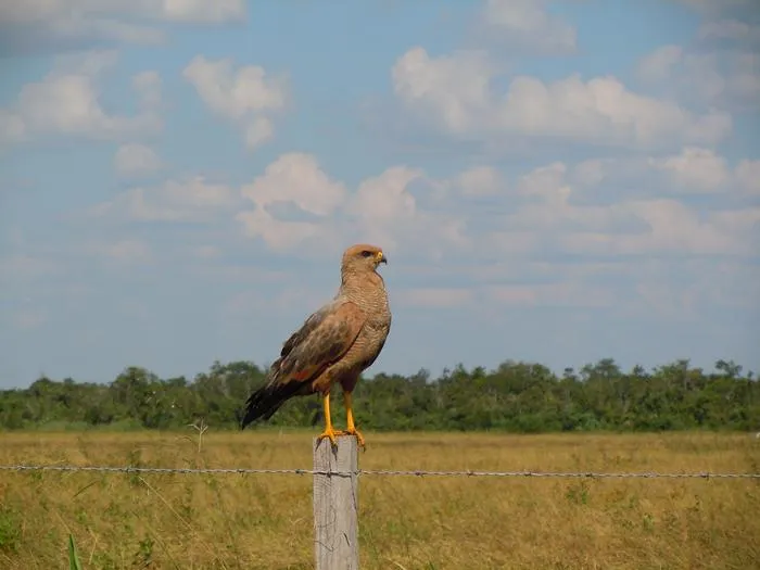 Savannah hawk