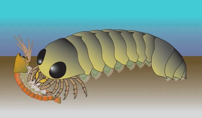 Reconstruction of Mollisonia