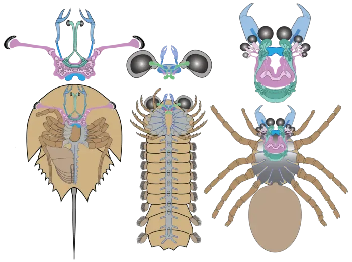 Side-by-side schematic drawings of the brains of horseshoe crab, Mollisonia and a modern spider